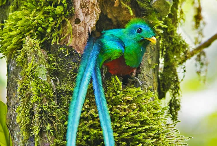 Hiking in Boquete searching for the Resplendent Quetzal